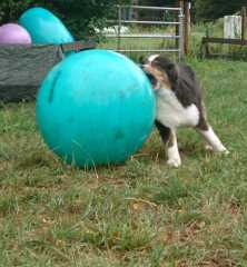 Hund treibt einen Ball